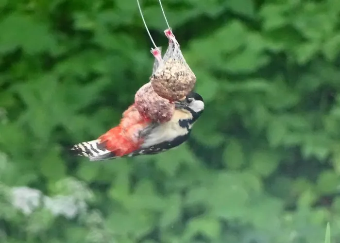 Appartement Hofstatt *